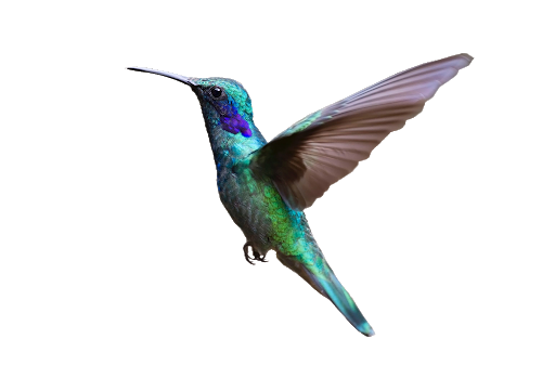 Watercolor Flying Hummingbird Transparent Png HD Free Download