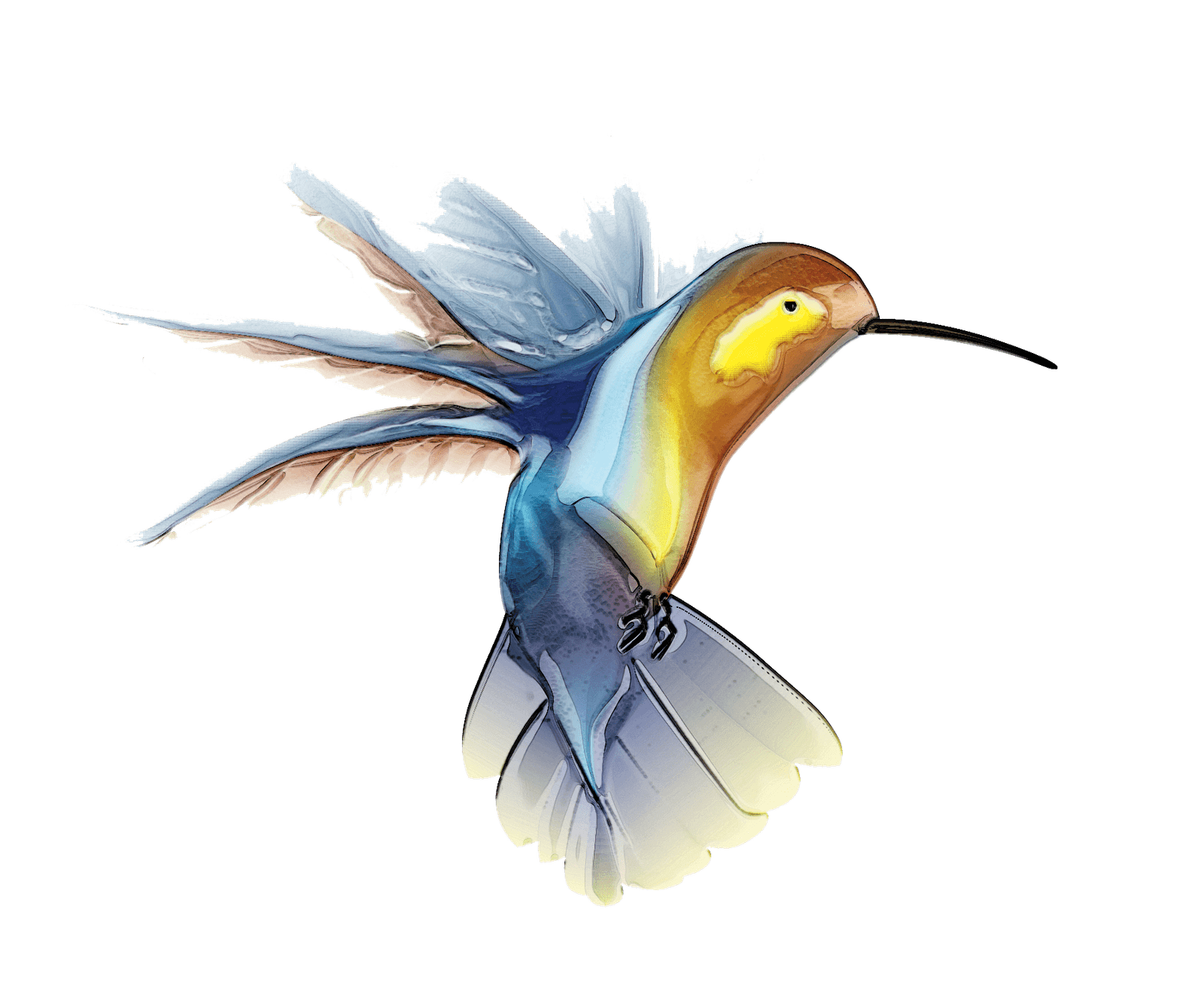 Watercolor Flying Hummingbird Png HD Free Download