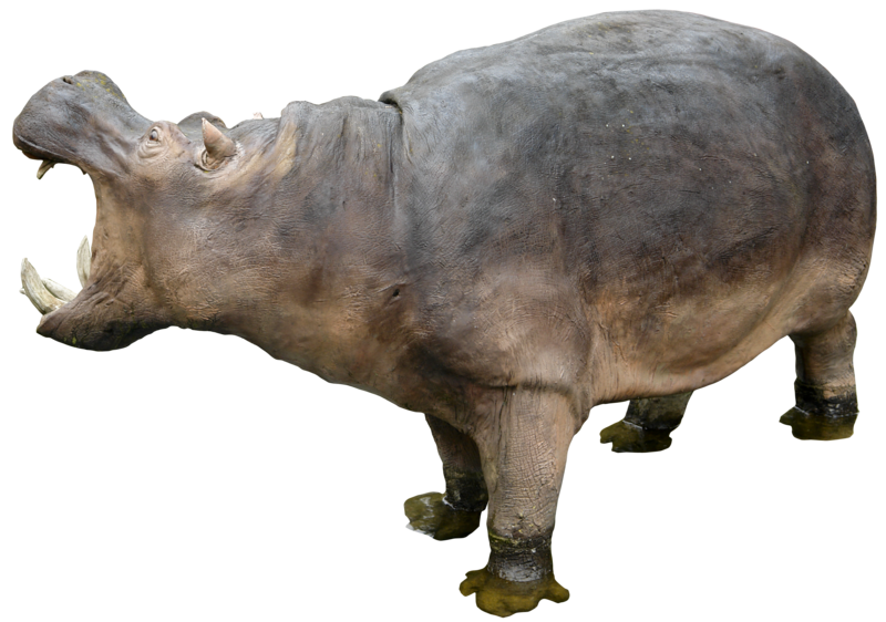 Hippo Grey Png HD Free Download