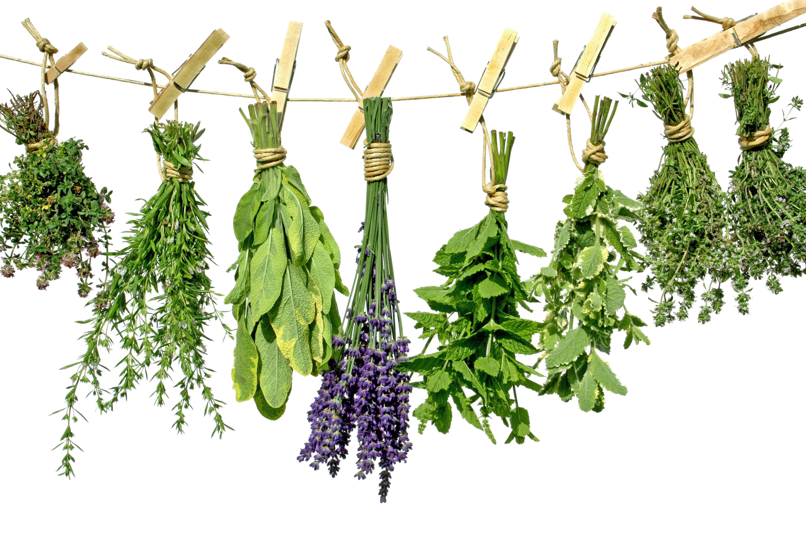 Herbs Png HD Free Download