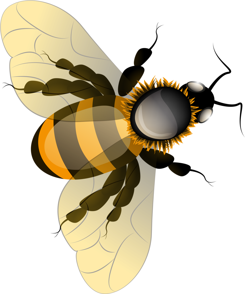 Honey Bee Png HD Free Download