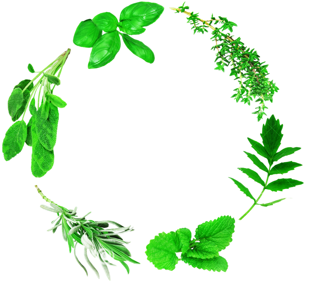 Herbs Leaf Clipart Png HD Free Download