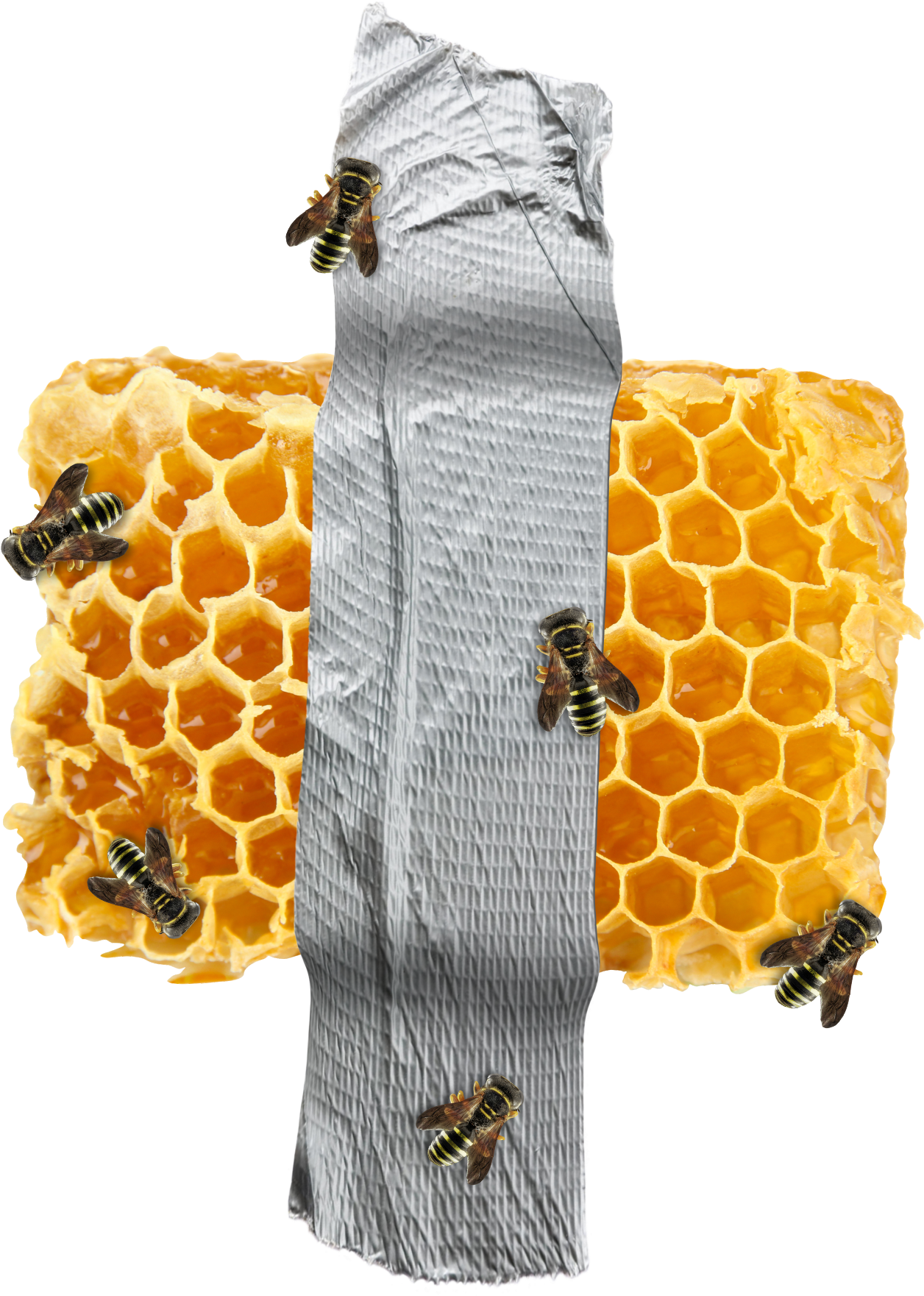 Organic Honeycomb Png HD Free Download