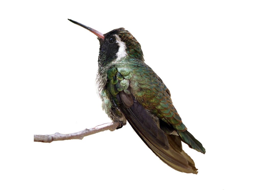 Real Flying Hummingbird Png Hd Free Download