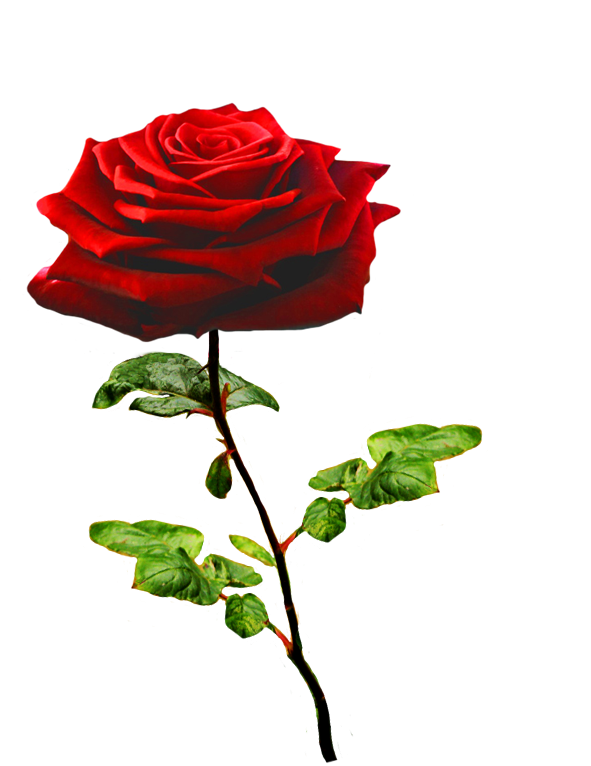 Rose Valentines Day Red Png HD Free Download