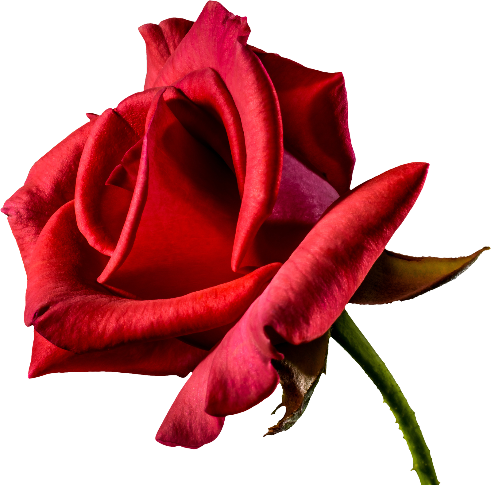 Rose Valentines Day Red Png HD Free Download