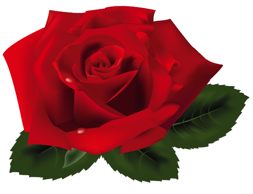 Rose Valentines Day Red Png HD Free Download