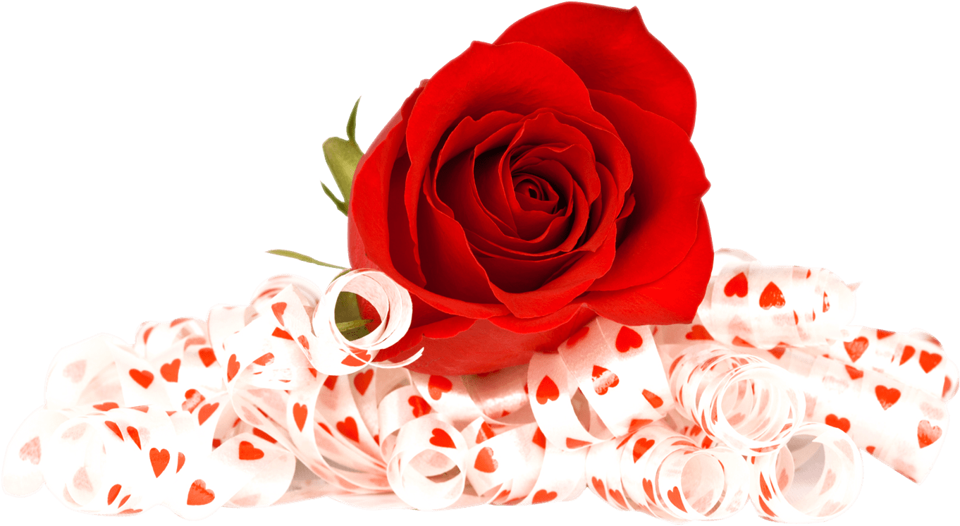 Rose Valentines Day Png HD Free Download