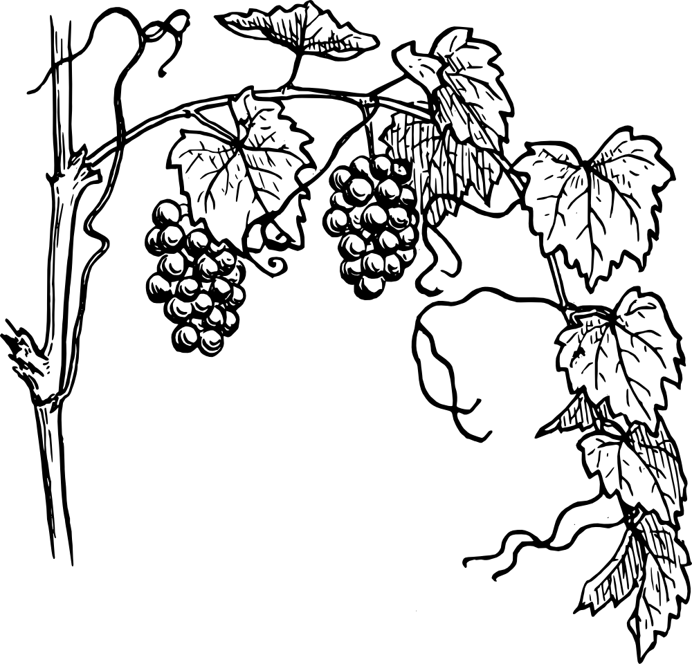 Pic Grape Vine Leaf Art Png HD Free Download