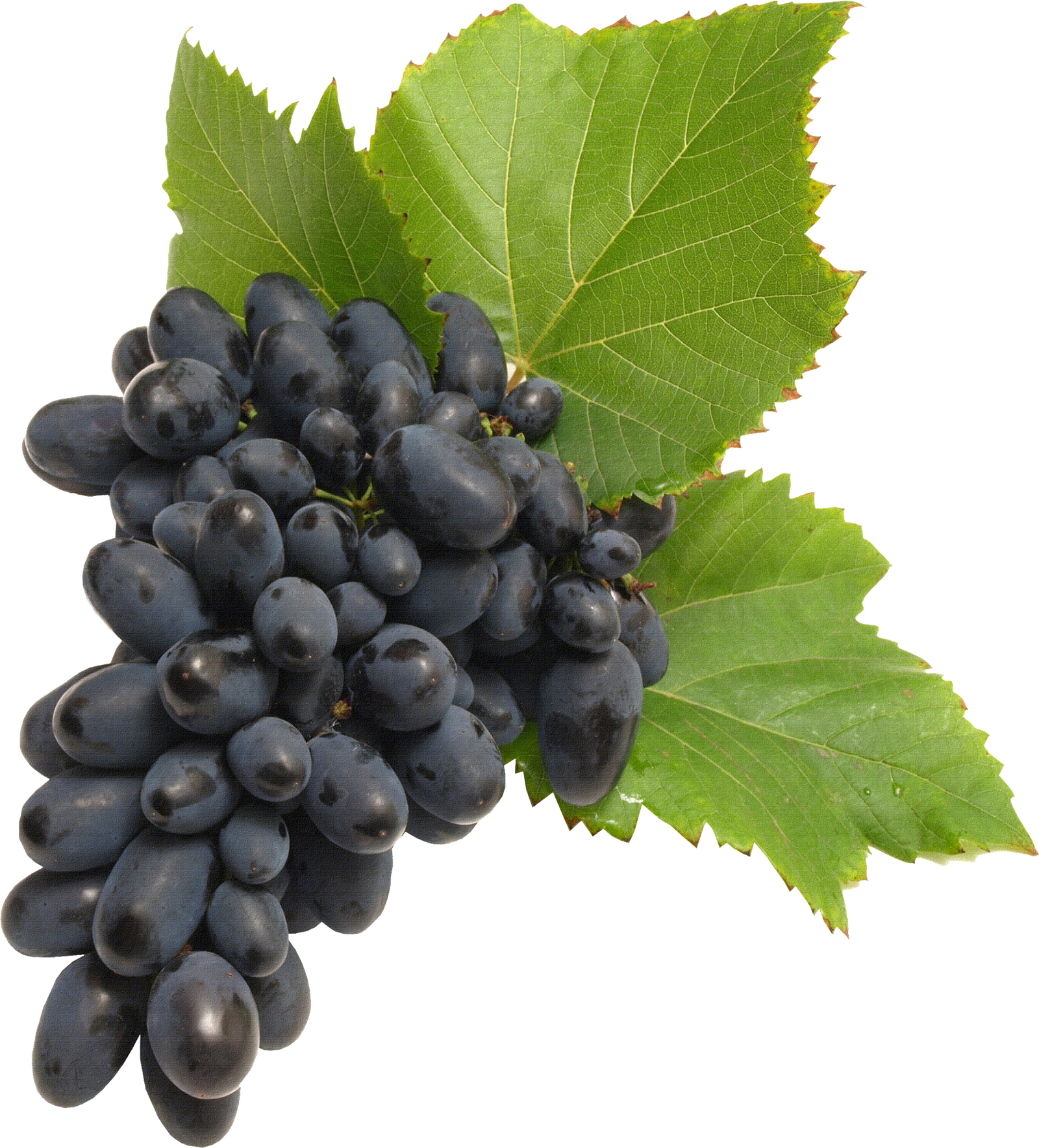 Black Grapes File Png HD Free Download