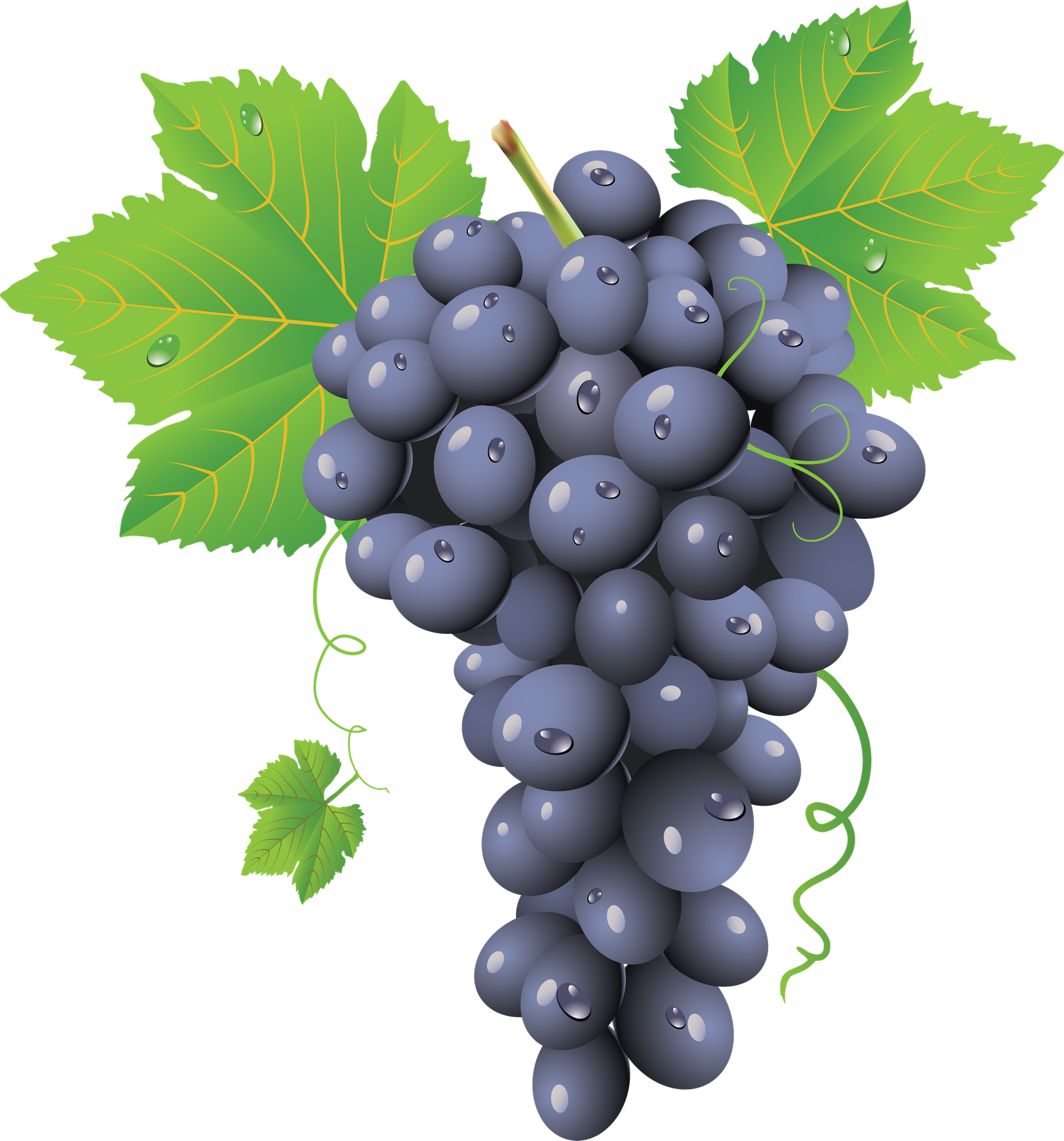 Black Grapes Png HD Free Download