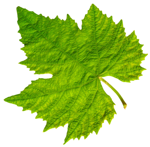 Vine Leaf Grape Bunch Clipart Png HD Free Download