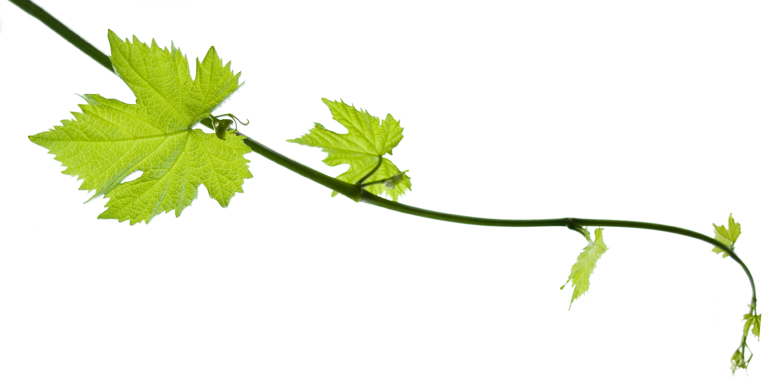 Vine Leaf Grape Bunch Clipart Png HD Free Download