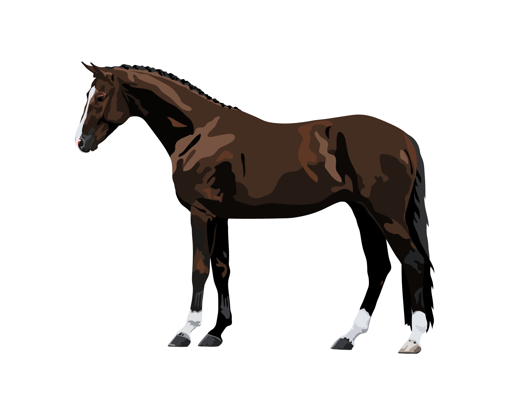 Farm Horse Morgan Transparent Png HD Free Download