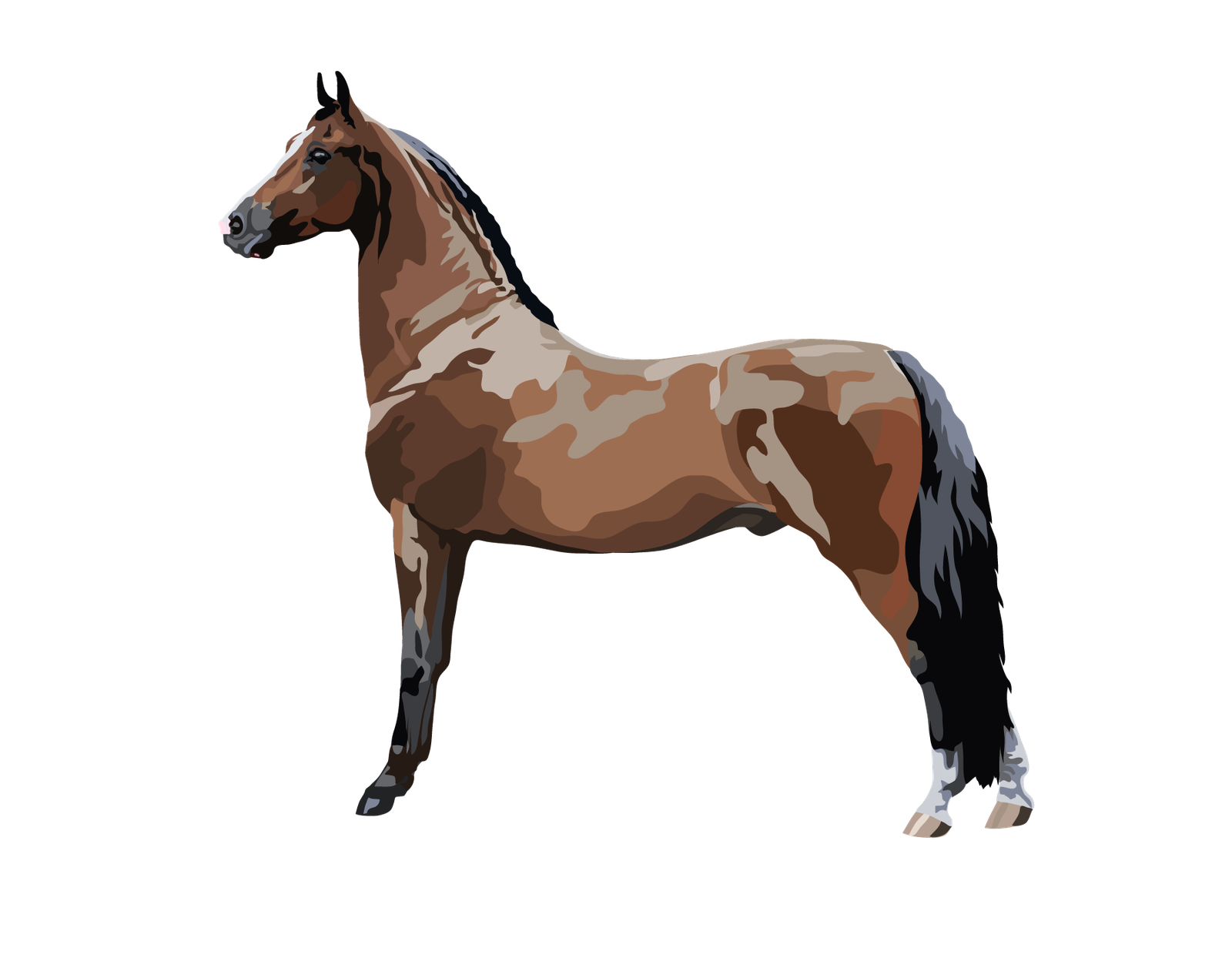 Farm Horse Morgan Png HD Free Download
