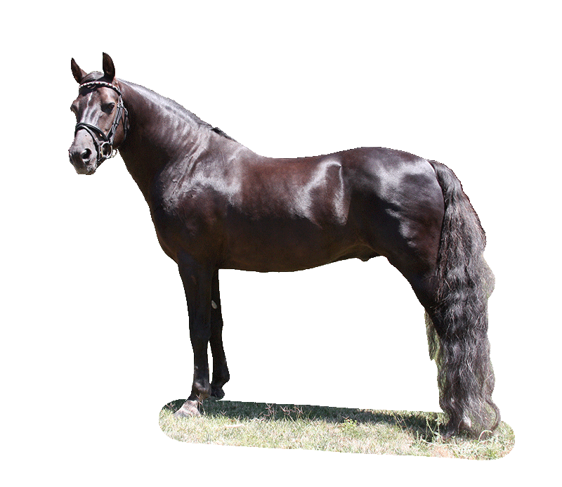 Farm Horse Morgan Png HD Free Download