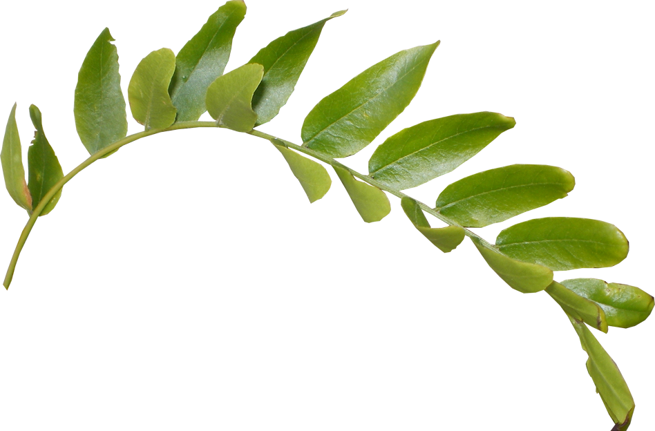 Fresh Green Leafs Png HD Free Download