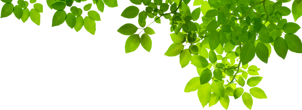 Fresh Leaves Green Transparent Png HD Free Download