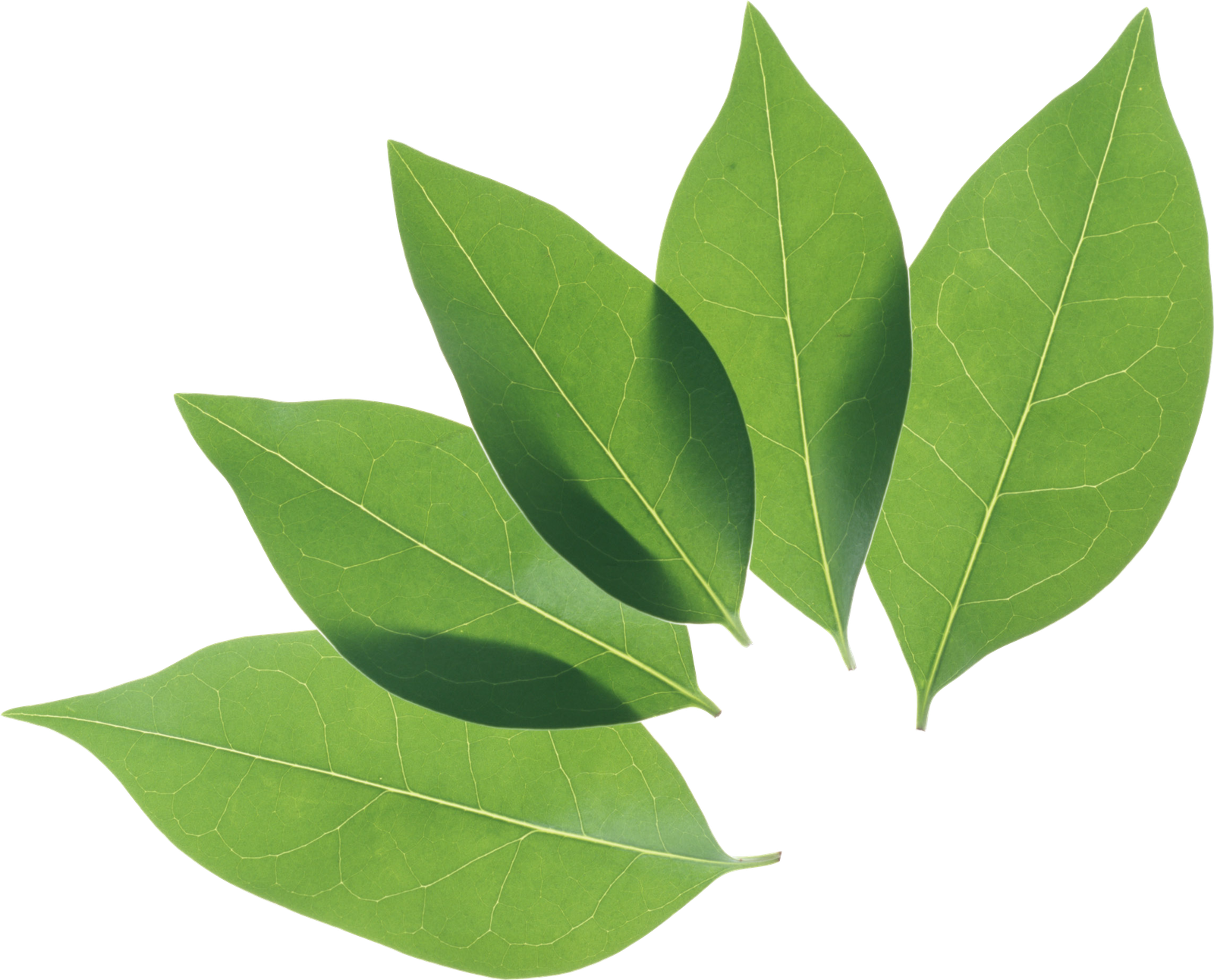 Fresh Leaves Green Png HD Free Download