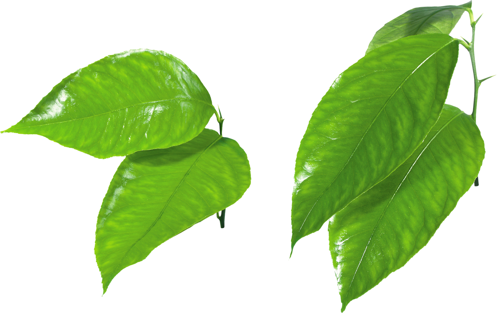 Fresh Leaves Green Transparent Png HD Free Download