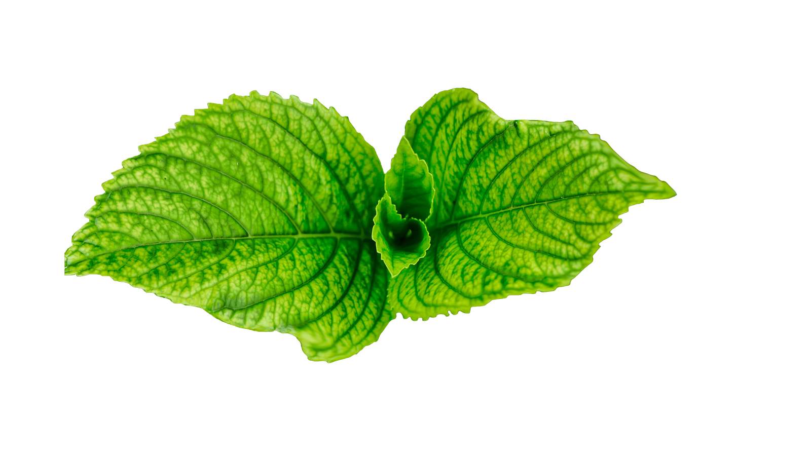 Fresh Leaves Green Png HD Free Download
