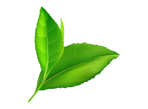 Fresh Leaves Green Transparent Png Hd Free Download