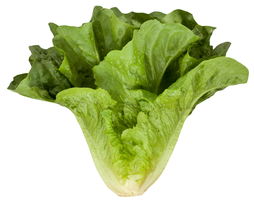 Fresh Green Lettuce Png HD Free Download