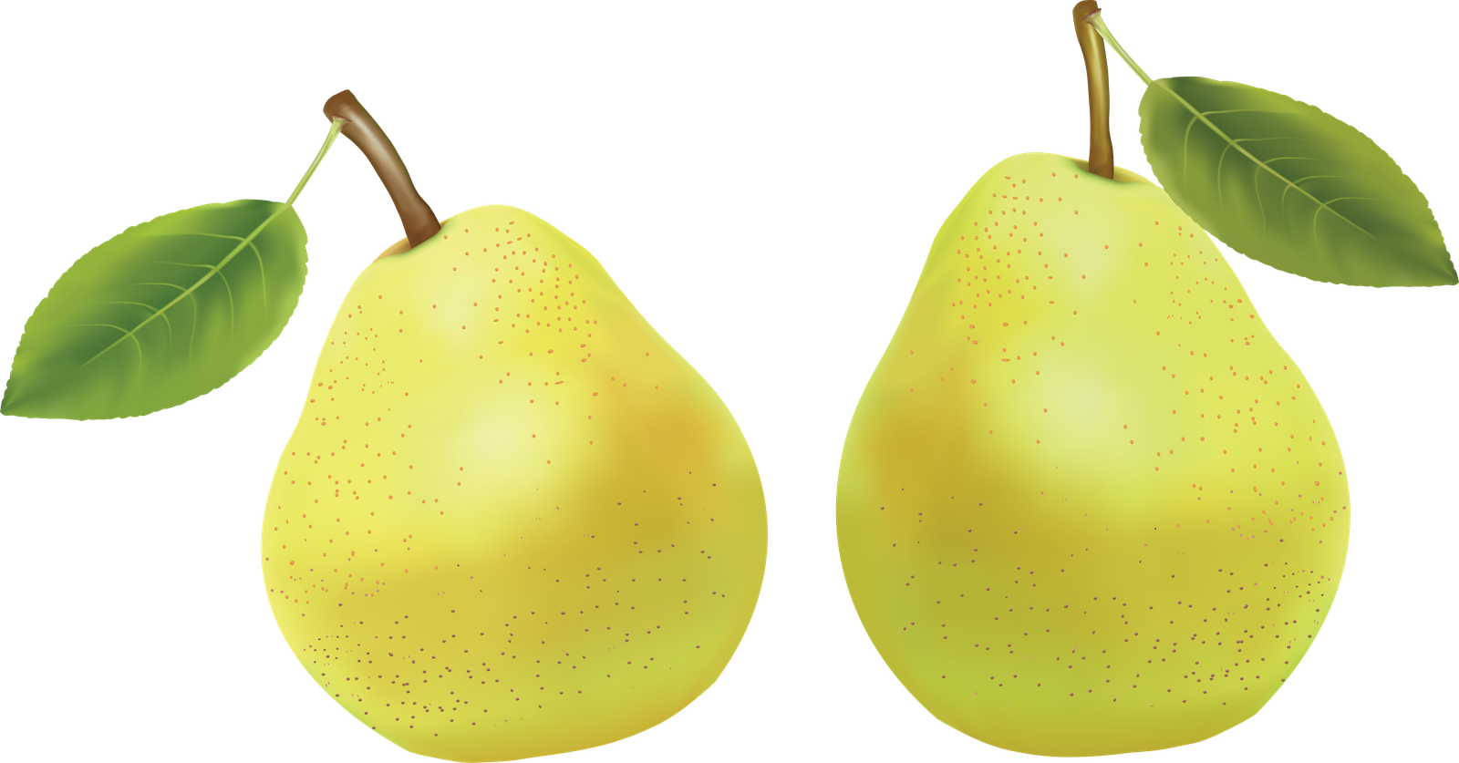 Fresh Green Pears Png HD Free Download