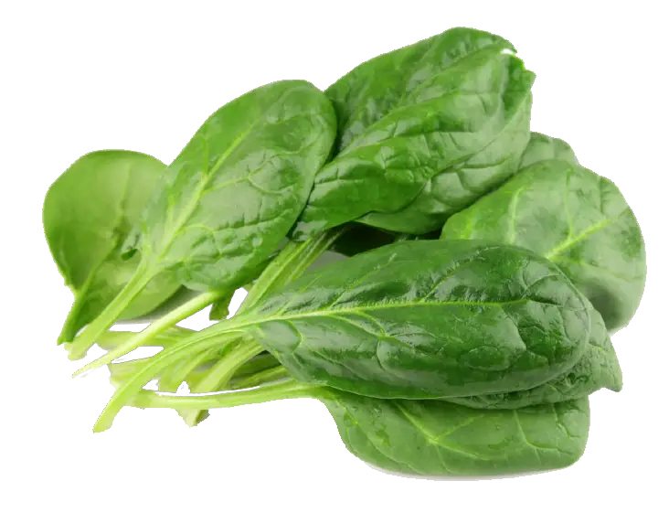Fresh Green Spinach Png HD Free Download