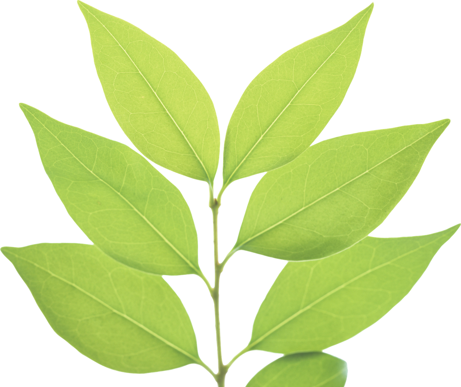 Fresh Leaves Green Tea Png HD Free Download