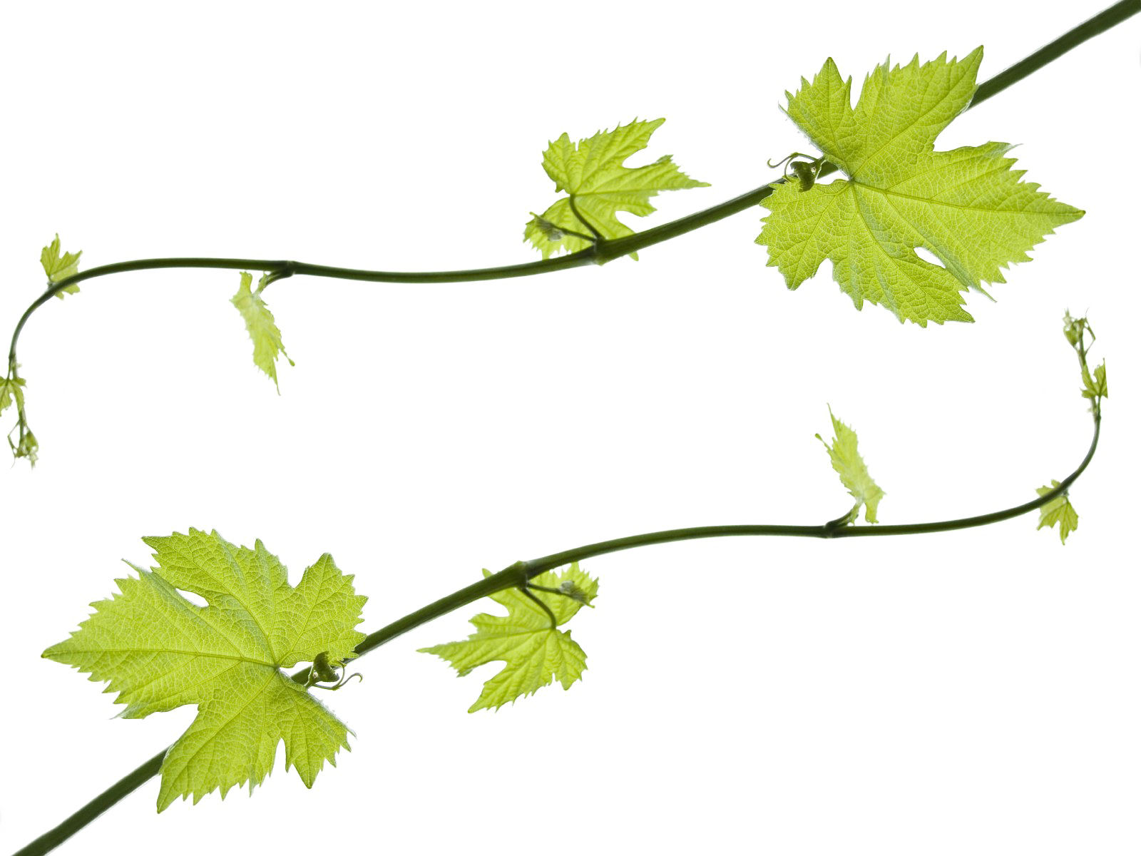 Vine Leaf Grape Transparent Png HD Free Download