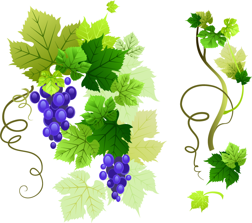 Vine Leaf Grape Png HD Free Download