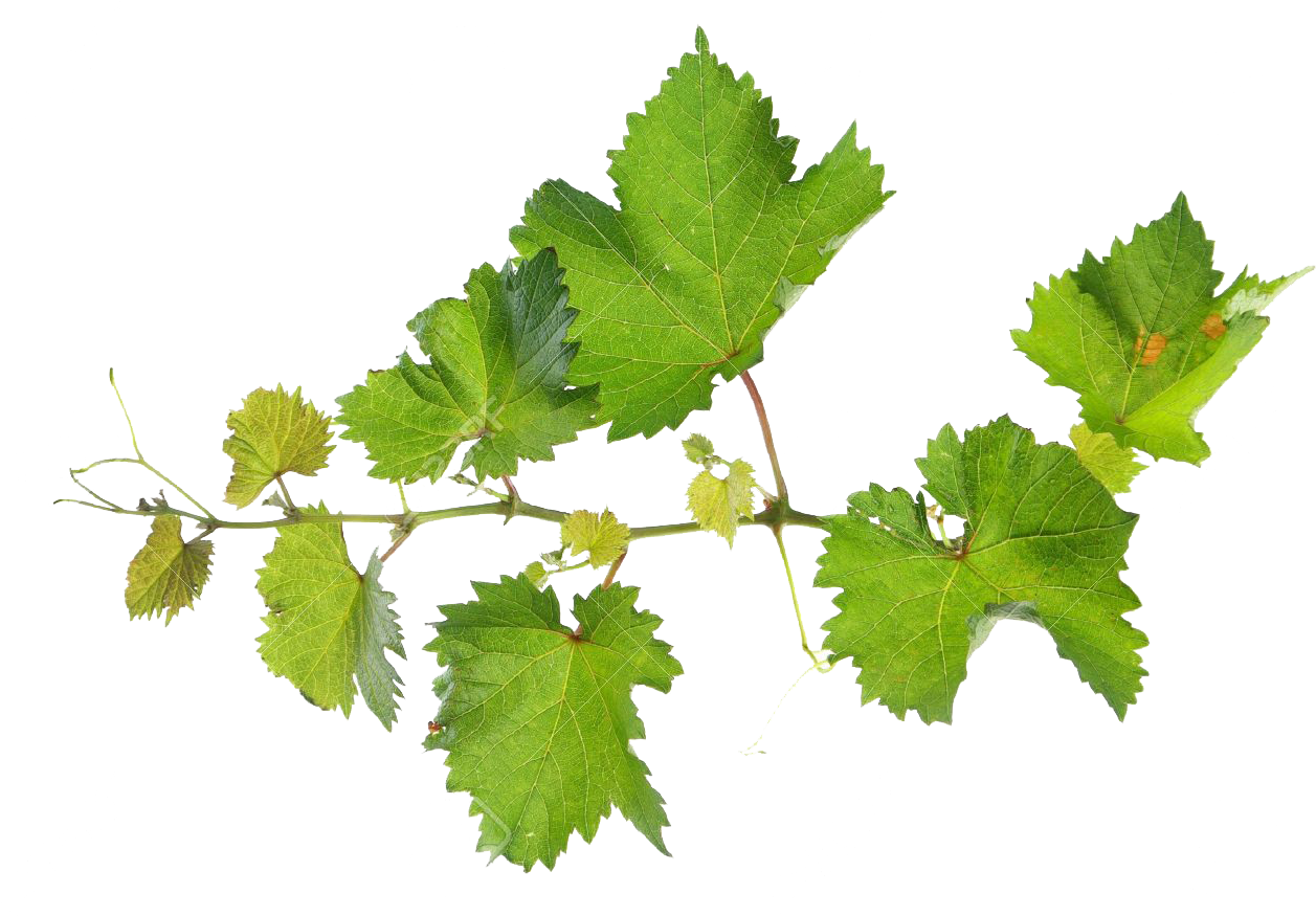 Vine Leaf Grape Png HD Free Download