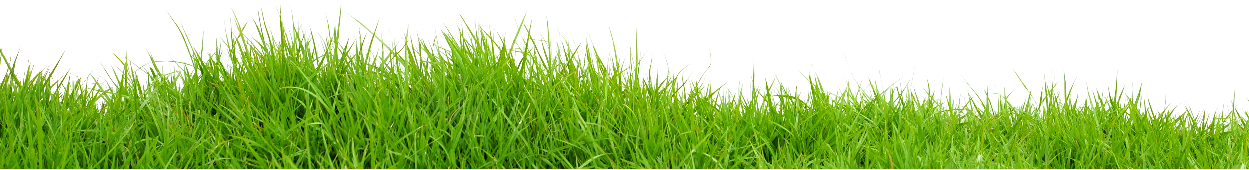 Grass Png Hd Free Download