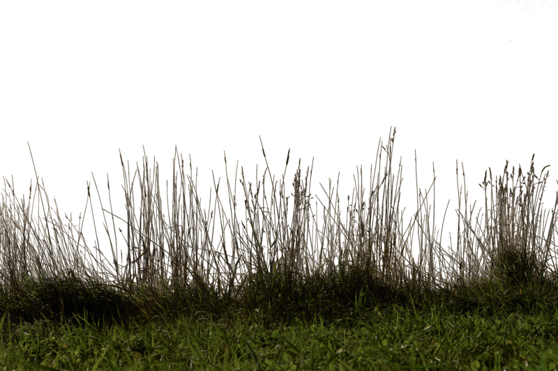 Grass Png Hd Free Download