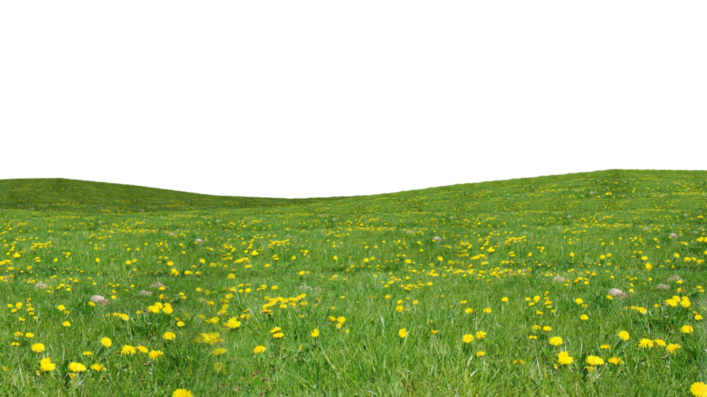 Grass Green Png Hd Free Download