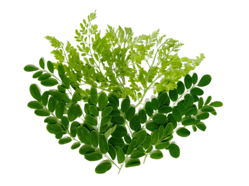 Green Leafs Png Hd Free Download