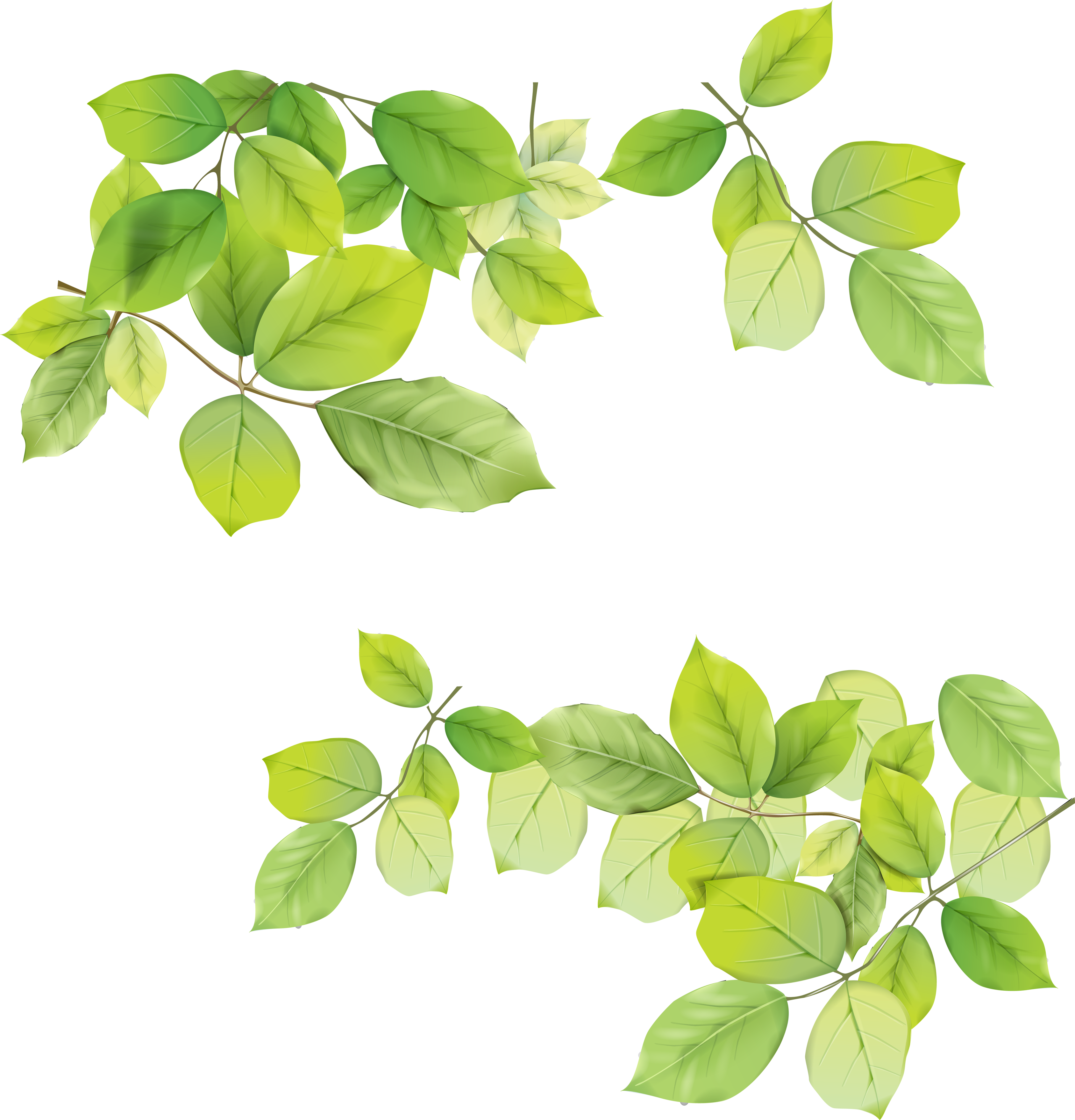 Green Leafs Png Hd Free Download