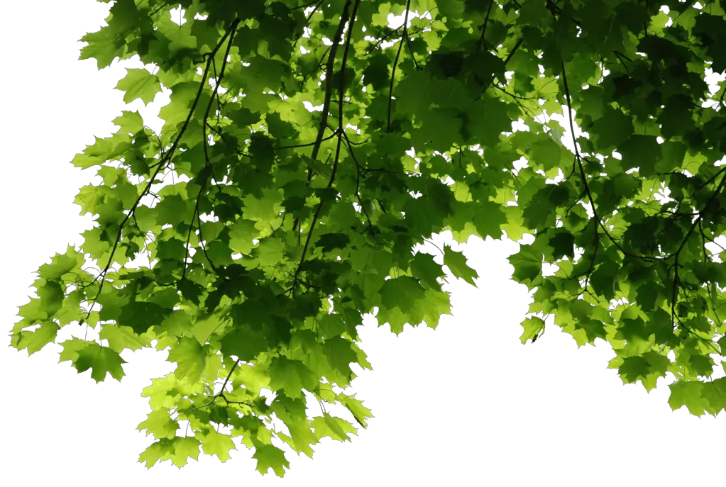 Leaves Green Transparent Png HD Free Download