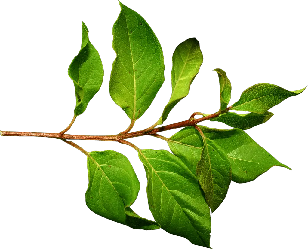 Photos Leaves Green Png HD Free Download