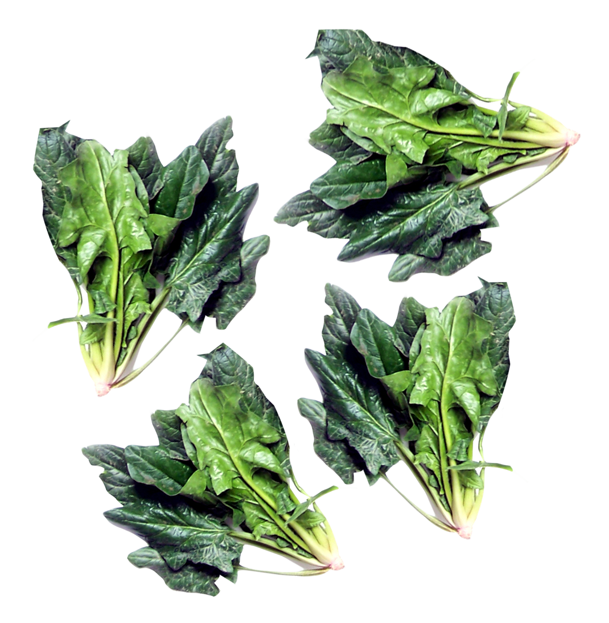 Green Spinach Png HD Free Download