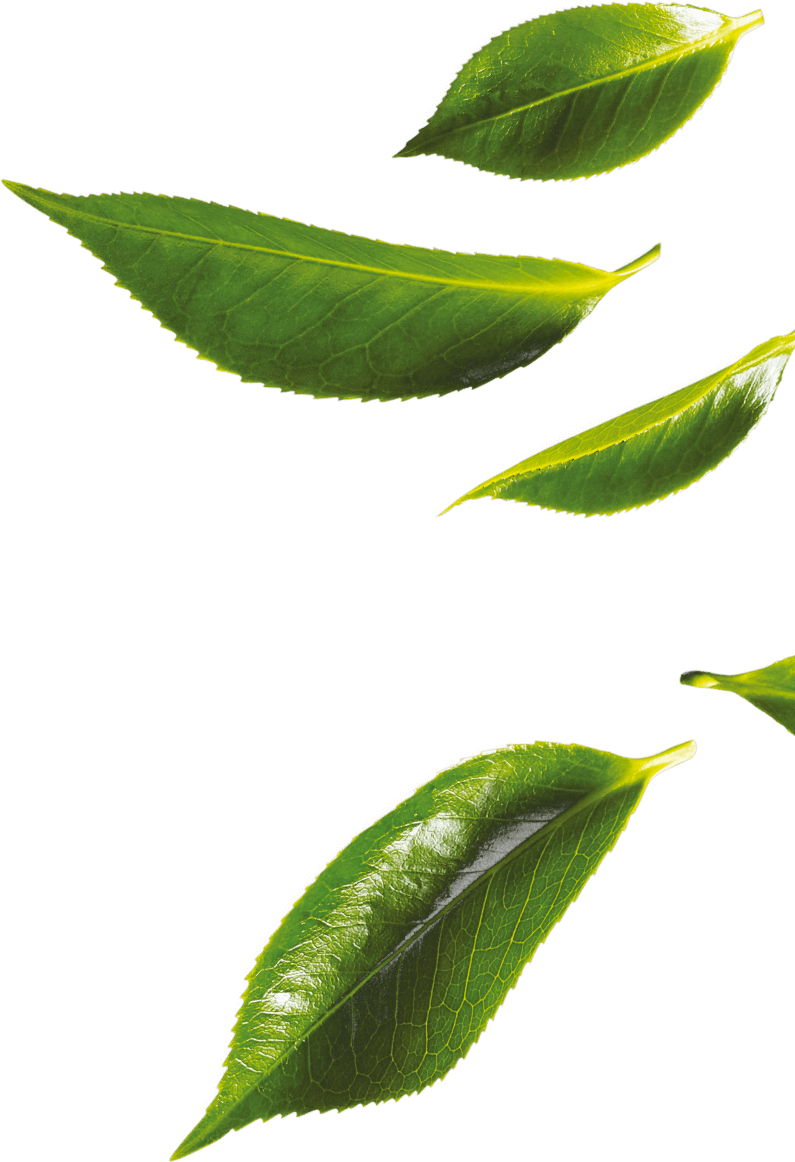 Tea Leaves Green Png HD Free Download