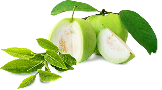 Guava Png HD Free Download