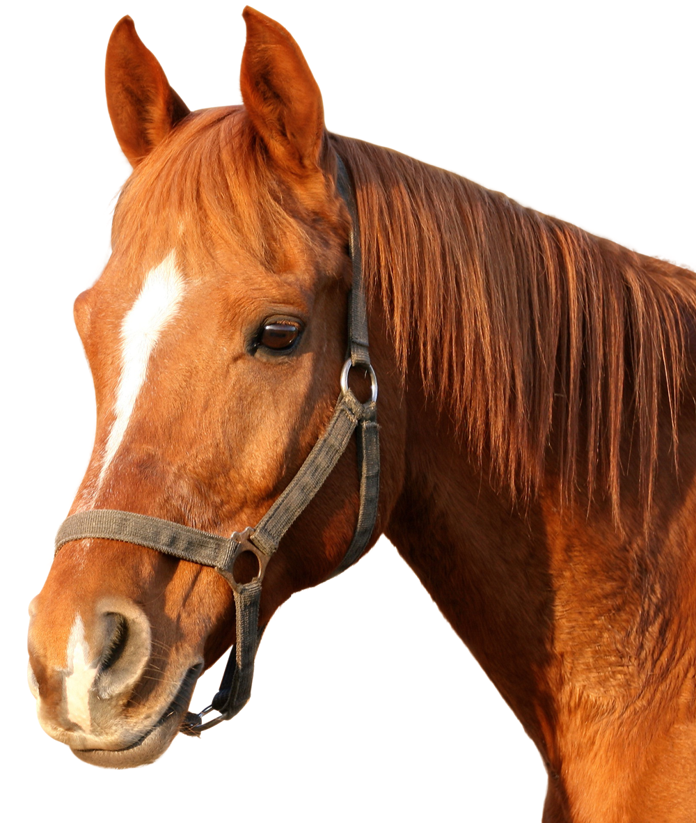 Horse Morgan Png HD Free Download