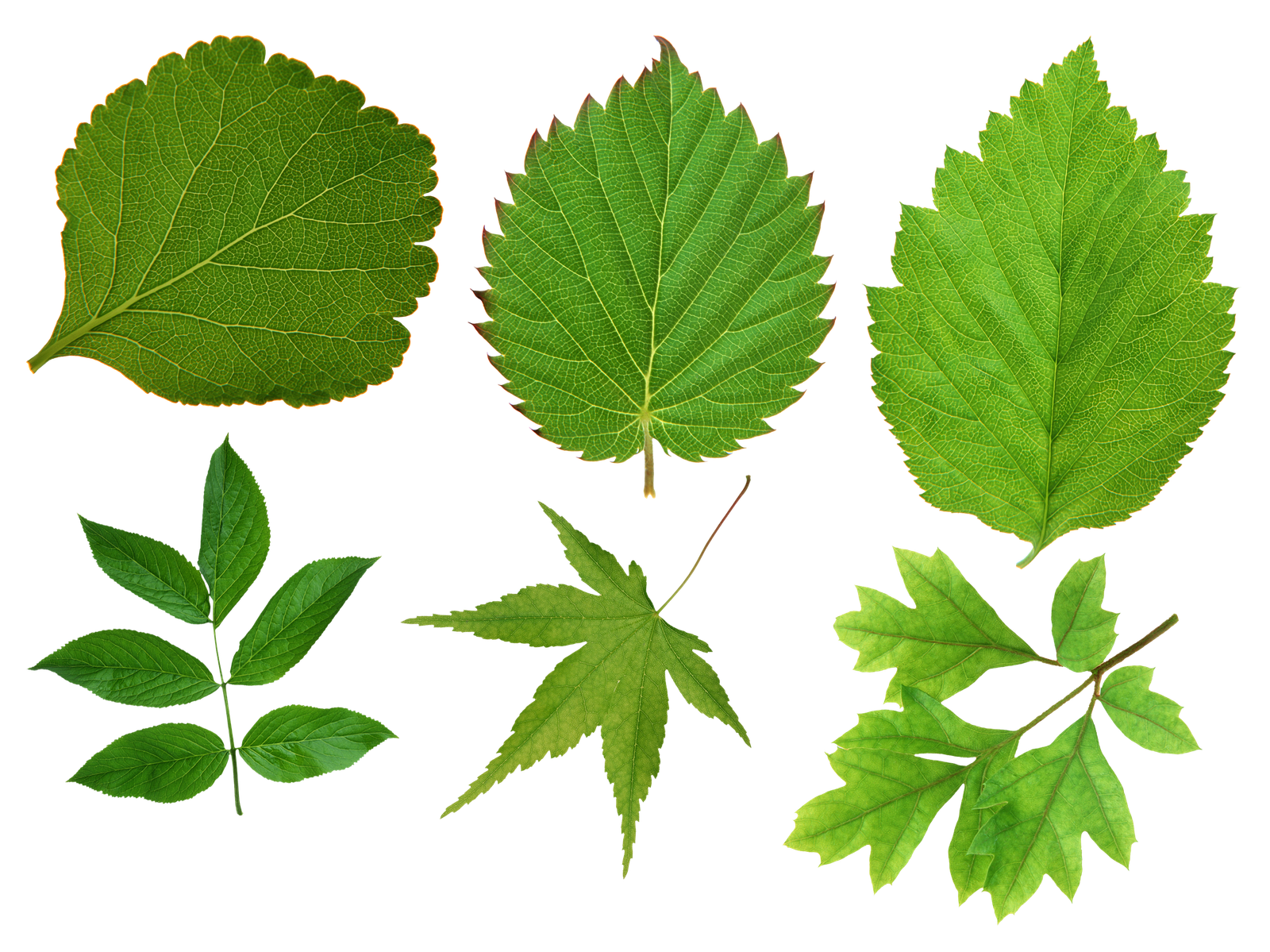 Green Leaves Organic Png HD Free Download