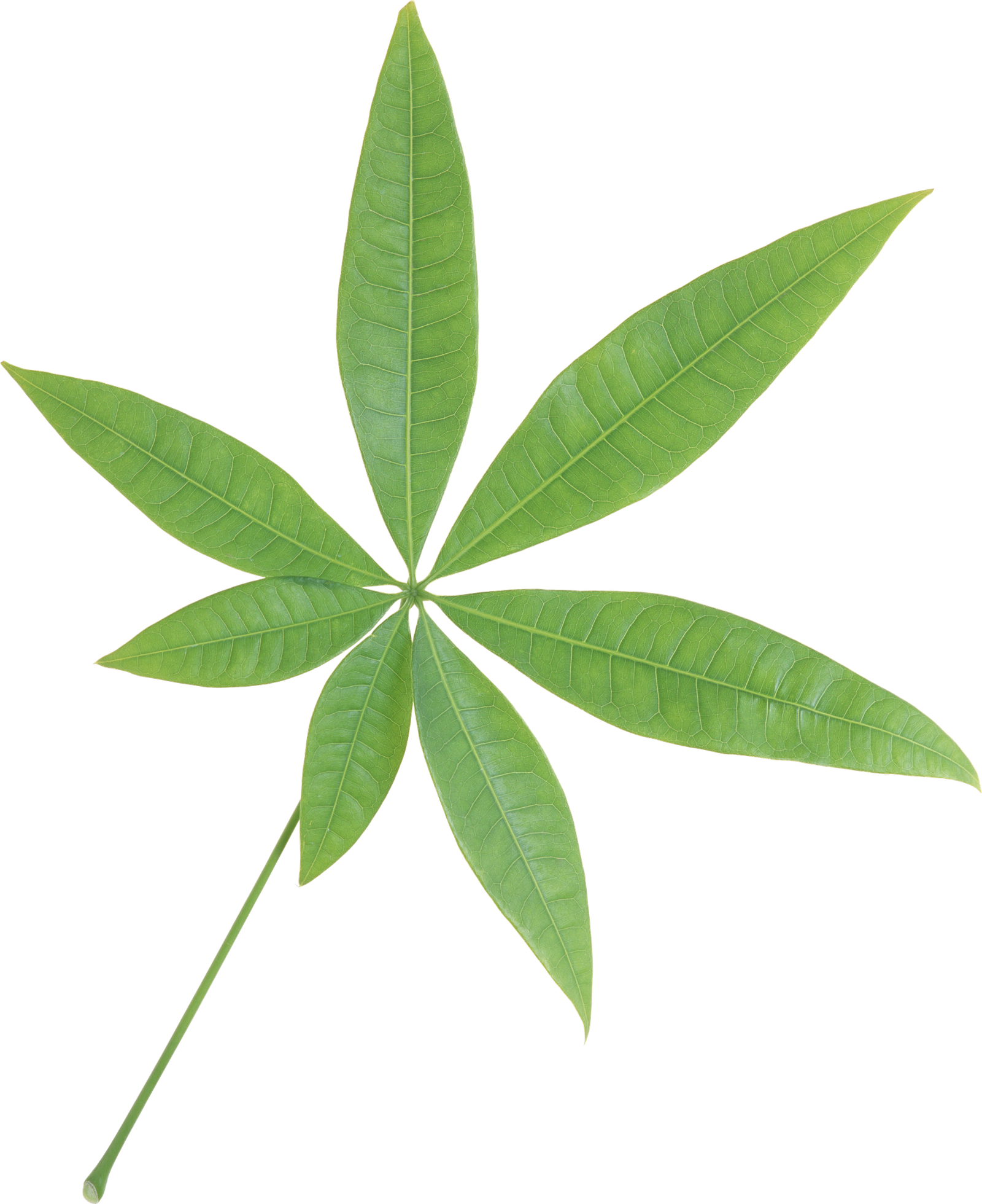 Single Green Leaves Transparent Png HD Free Download