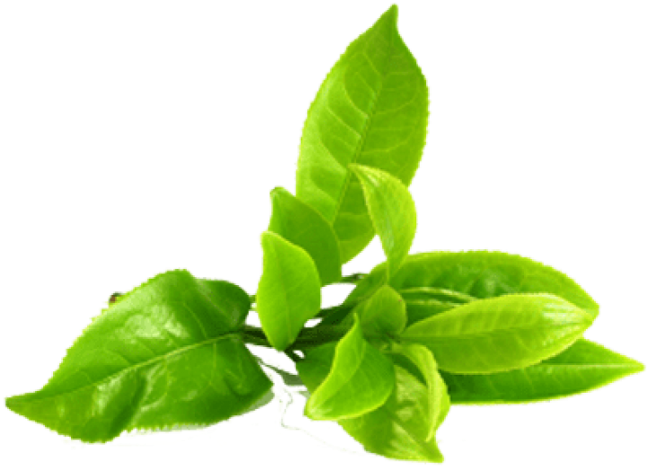 Tea Leaves Green Stem Png HD Free Download