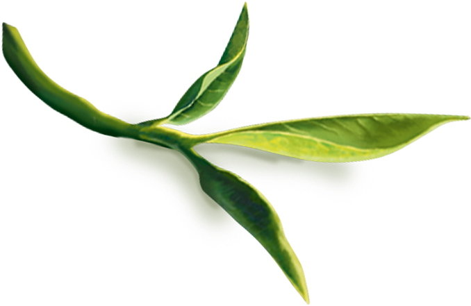Tea Leaves Green Stem Png HD Free Download
