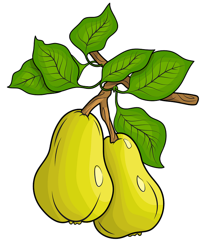 Vector Green Pears Png HD Free Download