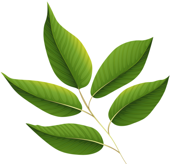 Tea Leaves Vector Green Png HD Free Download